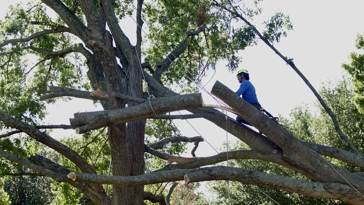 Professional Hazardous Tree Removal performed by certified arborists in Sims